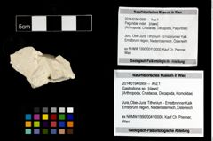 Foto (Objekt + Etikett) von Gastrodorus sp.  (NHMW-GEO-2014-0194-0950)
